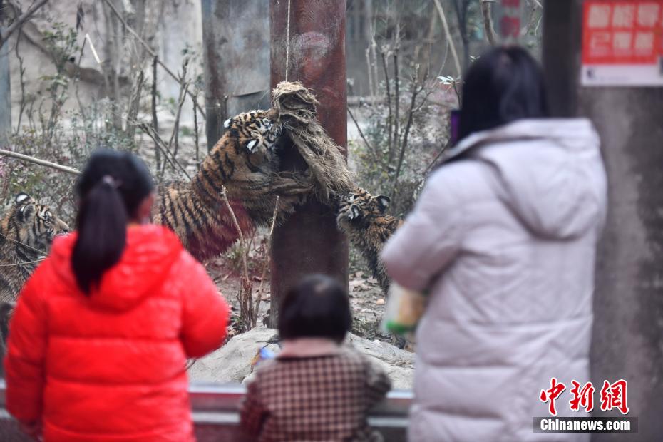 2021 жылы Чэнду хайуанаттар ба?ында д?ниеге келген 3 С?б?р жолбарысы ж?ртбен ж?здест?