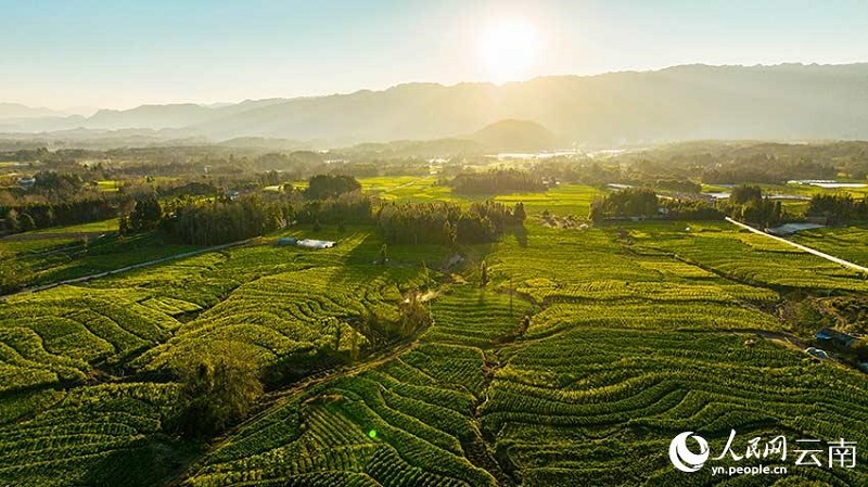 Юньнань ?лкес? к?ктемг? т?рл?кт? бастады