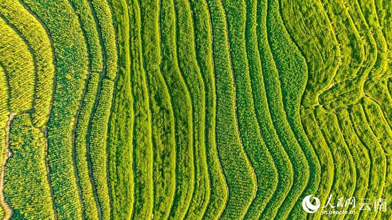 Юньнань ?лкес? к?ктемг? т?рл?кт? бастады