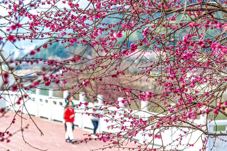 Чунцин ?аласы Наньчуань ауданында: халы? к?ктемг? серуенге шы?а бастады