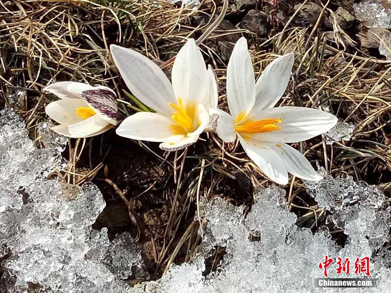 Шы?жа?ны? Шапшал ауданында?ы ?йс?н тауы баурайында б?йшешек б?рш?к жарды