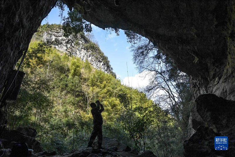 Жал?ыз ?з? ?ара лангурлар тобын 33 жыл бойы ?ор?ап келед?