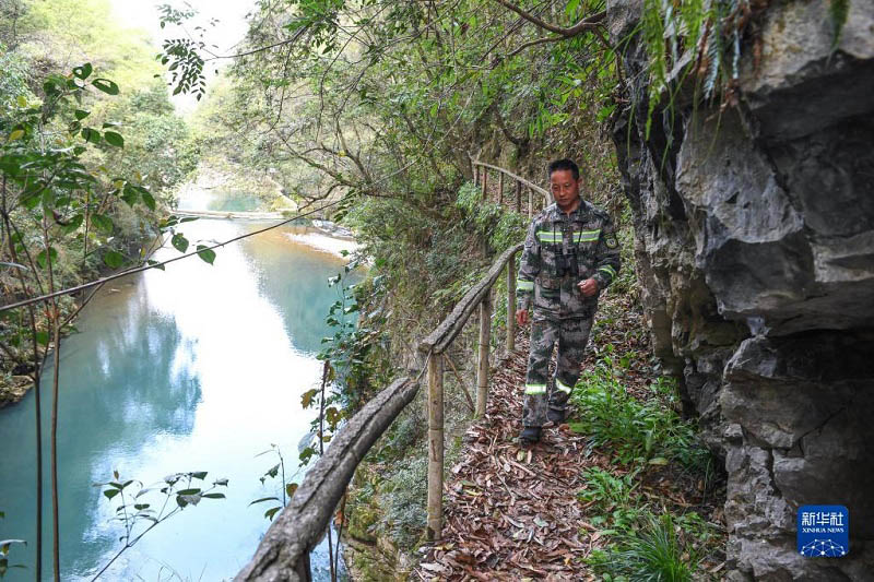 Жал?ыз ?з? ?ара лангурлар тобын 33 жыл бойы ?ор?ап келед?