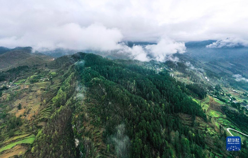 Жал?ыз ?з? ?ара лангурлар тобын 33 жыл бойы ?ор?ап келед?