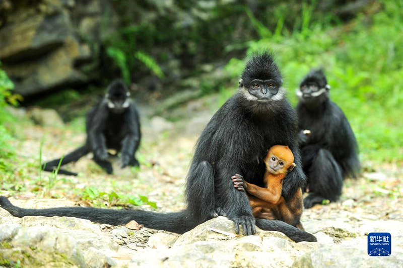 Жал?ыз ?з? ?ара лангурлар тобын 33 жыл бойы ?ор?ап келед?