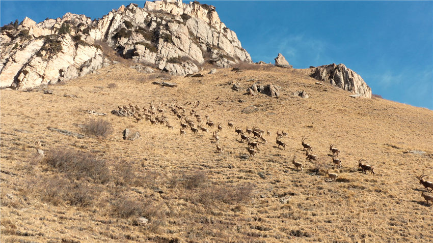 Шы?жа?ны? Мо??олк?ре ауданы Шаты саяхат районында?ы ?й?рл? тауешк?лер