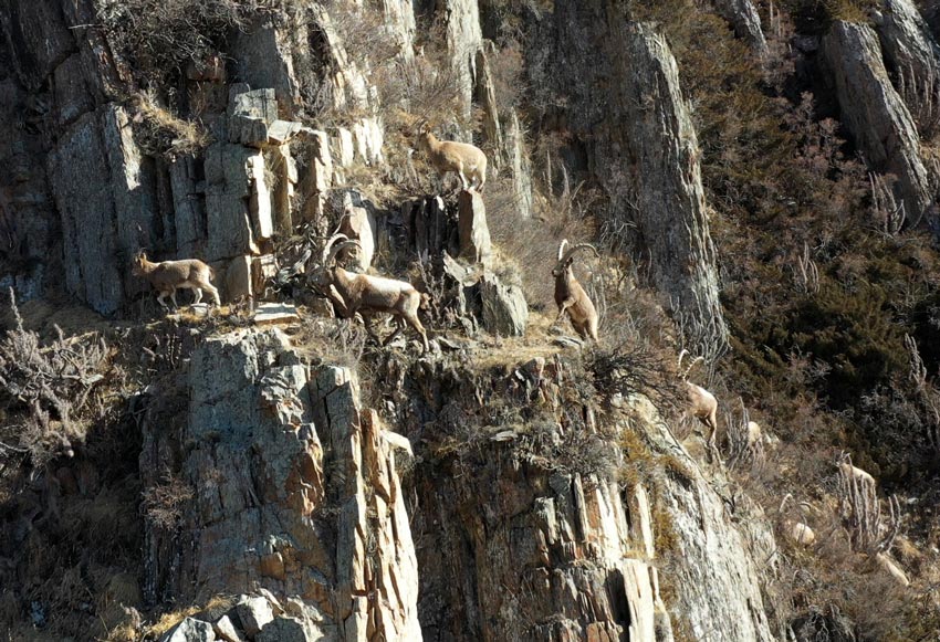 Шы?жа?ны? Мо??олк?ре ауданы Шаты саяхат районында?ы ?й?рл? тауешк?лер