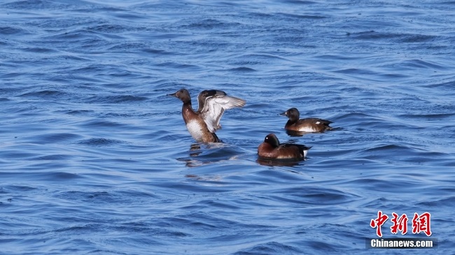 ?лемде жойылып кету ?ауп? т?нген к?к бас ?йрект?? саны ?ытайда к?бей?п келед?