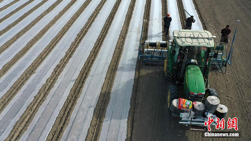 Шы?жа? ма?та ауданында механикаландырыл?ан 66 мы?нан астам гектар ма?та ег?лд?