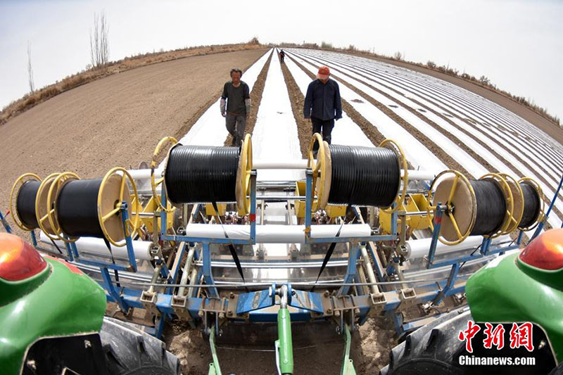 Шы?жа? ма?та ауданында механикаландырыл?ан 66 мы?нан астам гектар ма?та ег?лд?