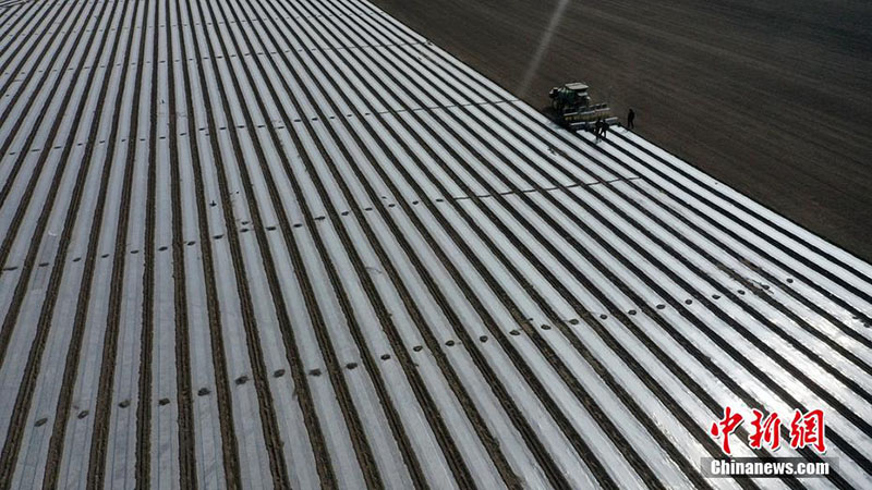 Шы?жа? ма?та ауданында механикаландырыл?ан 66 мы?нан астам гектар ма?та ег?лд?