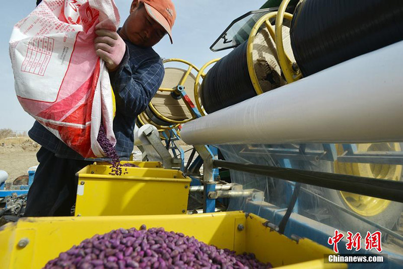 Шы?жа? ма?та ауданында механикаландырыл?ан 66 мы?нан астам гектар ма?та ег?лд?