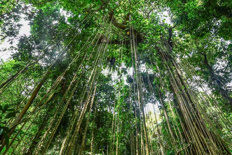 Хайнань ысты? белдеудег? жа?бырлы орманы хайуанаттарды? ж?ннат мекен?не айналды