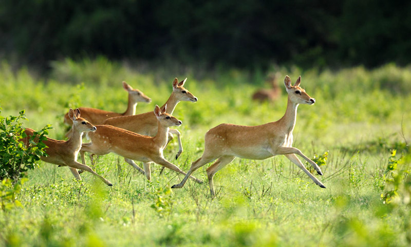 Хайнань ысты? белдеудег? жа?бырлы орманы хайуанаттарды? ж?ннат мекен?не айналды