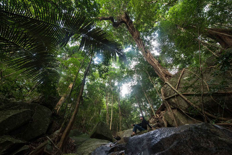 Хайнань ысты? белдеудег? жа?бырлы орманы хайуанаттарды? ж?ннат мекен?не айналды