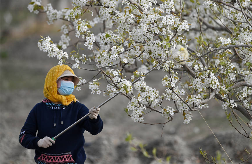 Шы?жа?ны? Корла ?аласында алм?рт тоза?дандыратын мезг?л басталды