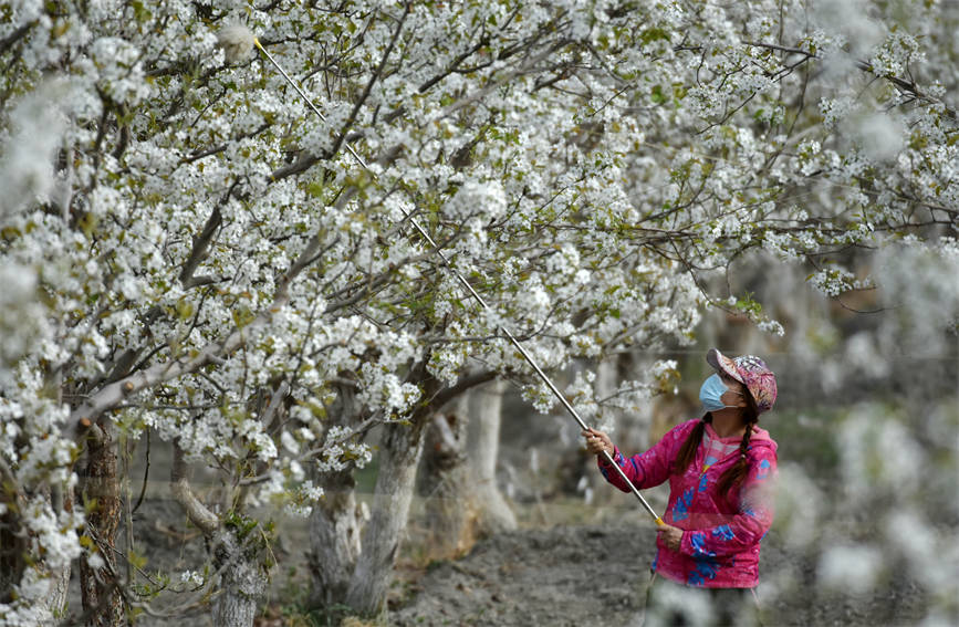 Шы?жа?ны? Корла ?аласында алм?рт тоза?дандыратын мезг?л басталды