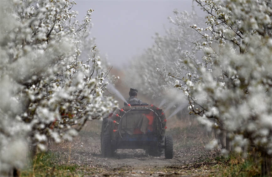 Шы?жа?ны? Корла ?аласында алм?рт тоза?дандыратын мезг?л басталды
