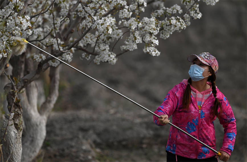 Шы?жа?ны? Корла ?аласында алм?рт тоза?дандыратын мезг?л басталды