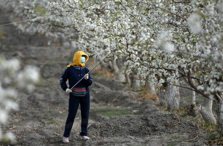 Шы?жа?ны? Корла ?аласында алм?рт тоза?дандыратын мезг?л басталды