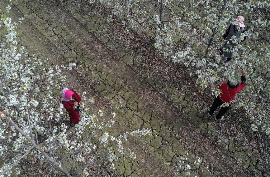 Шы?жа?ны? Корла ?аласында алм?рт тоза?дандыратын мезг?л басталды