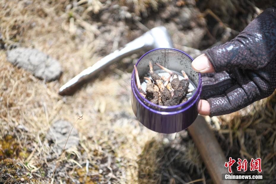 Тибетте ??рт ш?п ?азу маусымы басталды