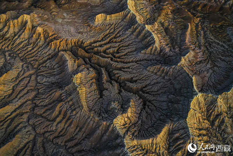 Тибеттег? Алиды? Занда топыра? орманымен таныс болы?ыз