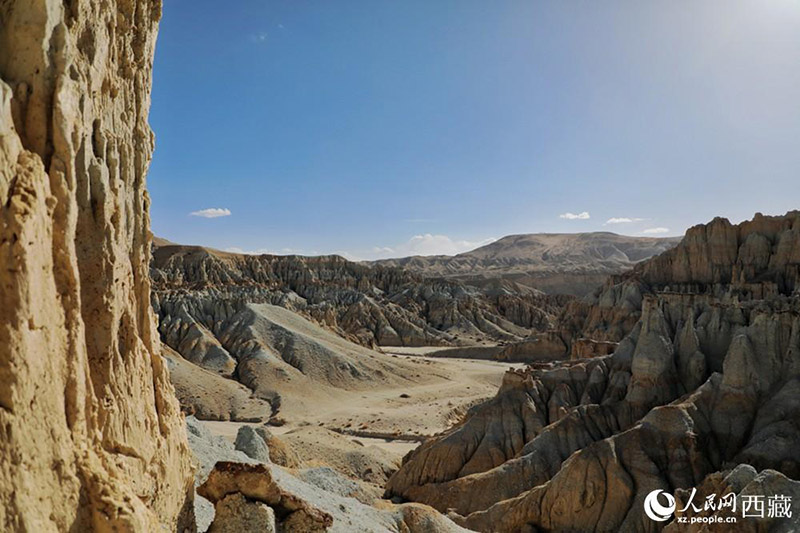 Тибеттег? Алиды? Занда топыра? орманымен таныс болы?ыз