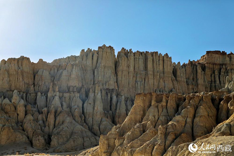 Тибеттег? Алиды? Занда топыра? орманымен таныс болы?ыз