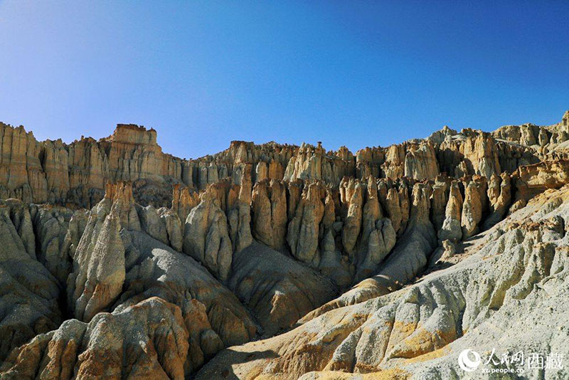 Тибеттег? Алиды? Занда топыра? орманымен таныс болы?ыз