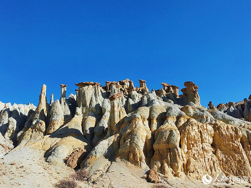 Тибеттег? Алиды? Занда топыра? орманымен таныс болы?ыз