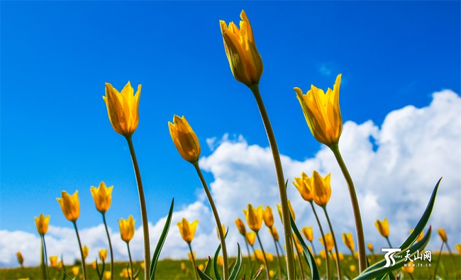 ?ыз?алда?тармен к?мкер?лген Сайрам к?л?