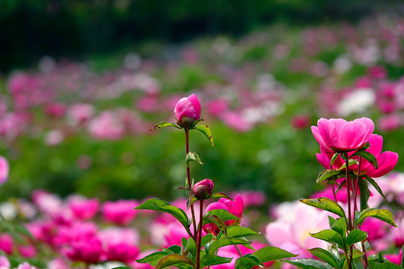 Сычуань ?лкес? Пинву ауданы: Пион г?лдер? Тибет топыра?ын ?сем т?ске бояды