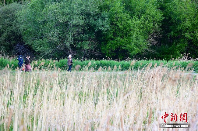 Тибеттег? Лалу сазды жер?н?? к?ркем к?р?н?с?