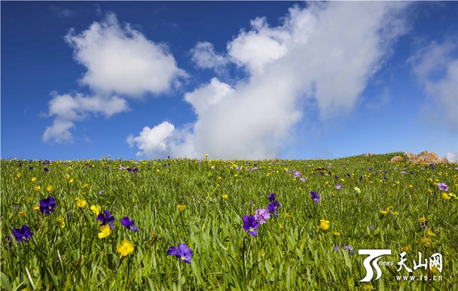 Жаз басында?ы Кер?мбек жайлауыны? ?сем келбет?