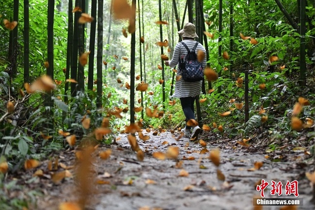 Юньнань ?лкес? Цзиньпин ауданында 150 миллион к?белек жарыса ?шып, керемет к?р?н?с жасады