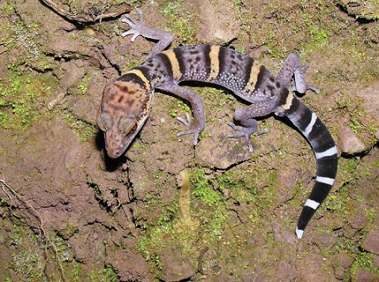 Д?ниеж?з?л?к тропикалы? жа?бырлы ормандар к?н?: Хайнань тропикалы? жа?бырлы орман ?лтты? саяба?ын тамашалайы?