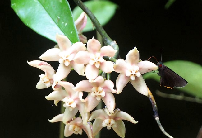 Д?ниеж?з?л?к тропикалы? жа?бырлы ормандар к?н?: Хайнань тропикалы? жа?бырлы орман ?лтты? саяба?ын тамашалайы?