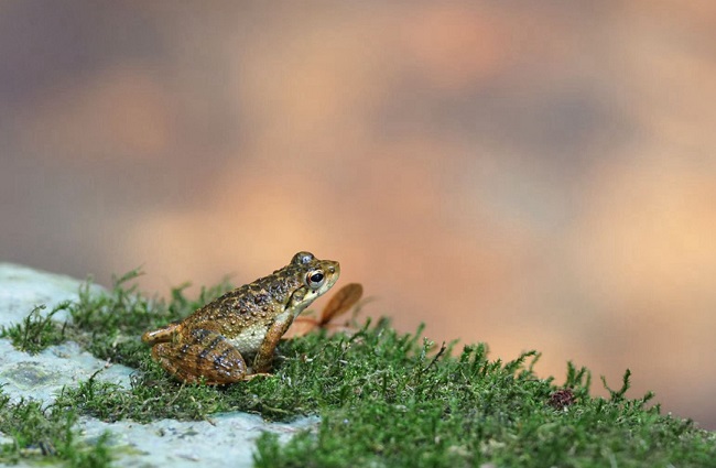 Д?ниеж?з?л?к тропикалы? жа?бырлы ормандар к?н?: Хайнань тропикалы? жа?бырлы орман ?лтты? саяба?ын тамашалайы?