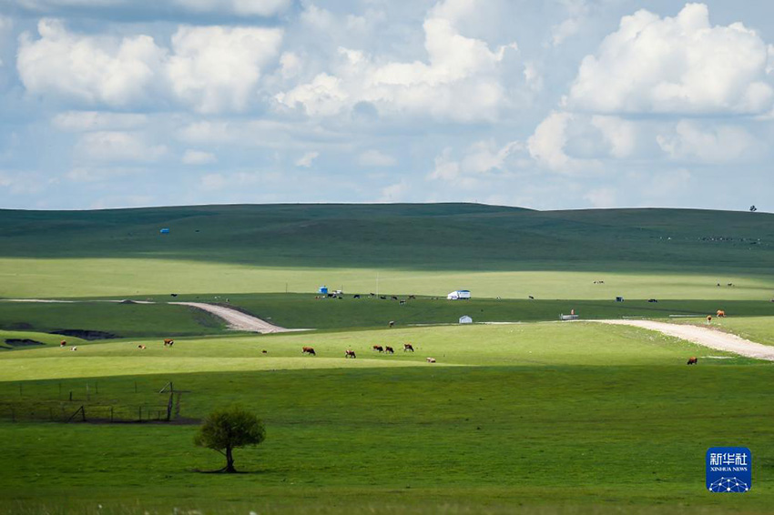 Хулунбейр жайлауыны? жаз?ы к?рк?
