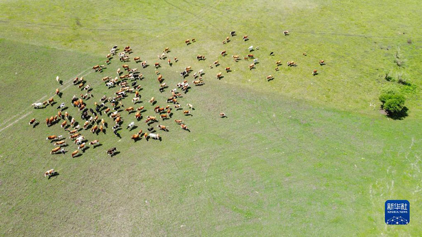Хулунбейр жайлауыны? жаз?ы к?рк?