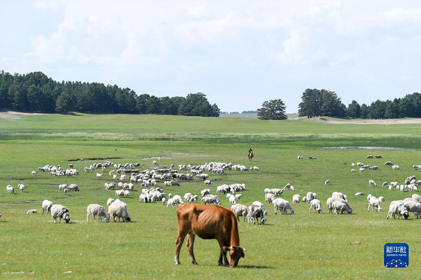 Хулунбейр жайлауыны? жаз?ы к?рк?