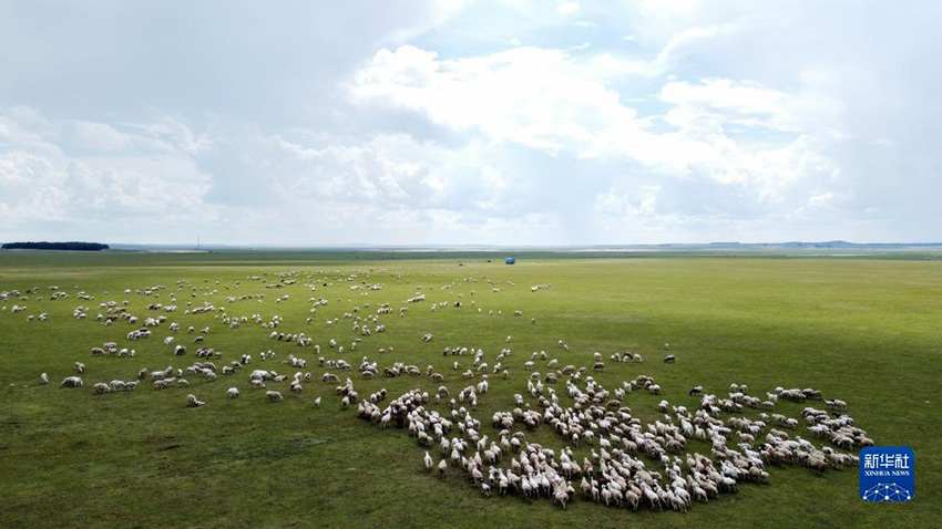 Хулунбейр жайлауыны? жаз?ы к?рк?