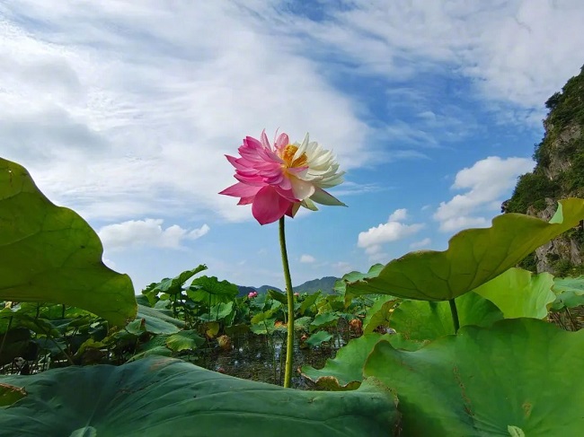 Юньнанда сирек кездесет?н лотос г?л? б?р жарды