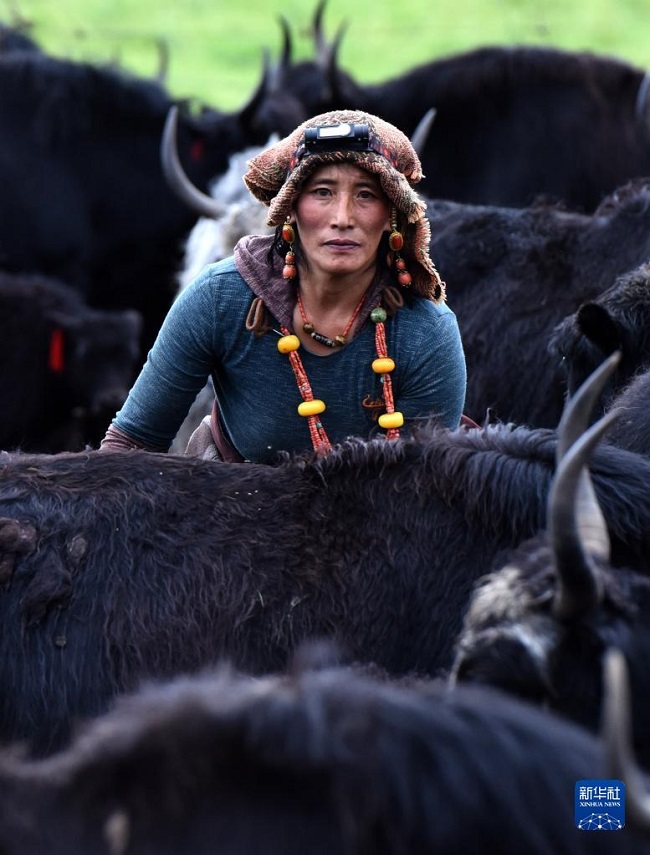 Батыс Сычуань ?ст?рт?ндег? заманауи малшылар