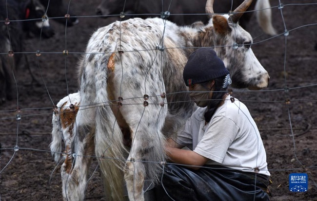Батыс Сычуань ?ст?рт?ндег? заманауи малшылар