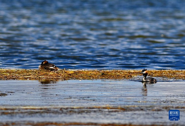 Тибет сахарасында?ы жаз маусымы