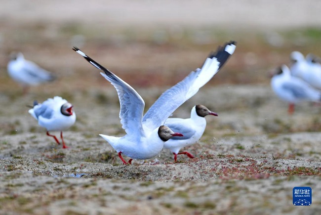 Тибет сахарасында?ы жаз маусымы