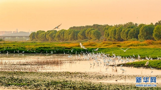 Уханьда?ы сампылдай ?ш?ан а???тандар