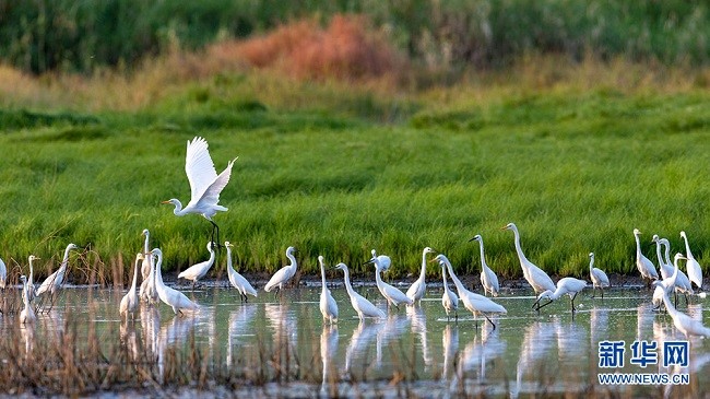 Уханьда?ы сампылдай ?ш?ан а???тандар